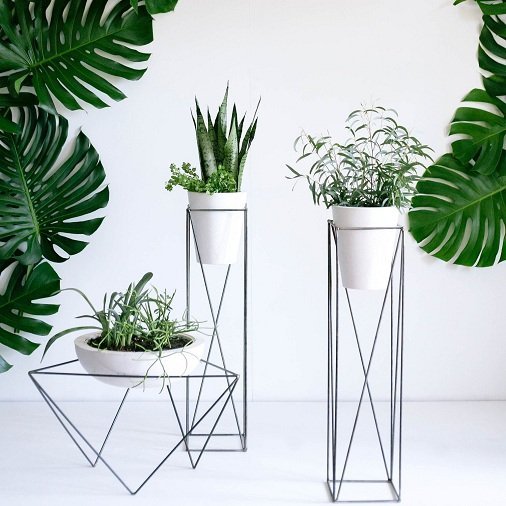 decorate with large plants