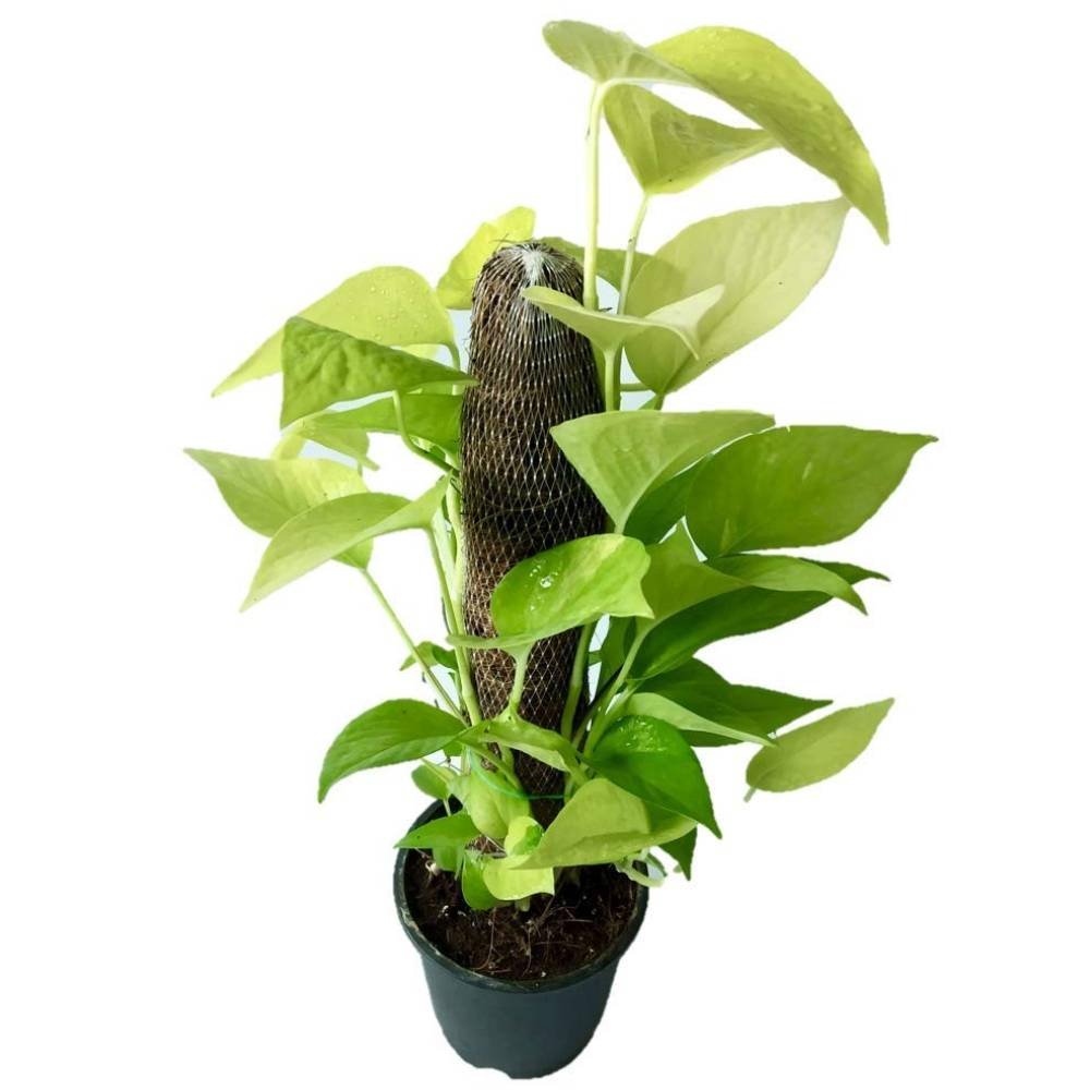 Money Plant