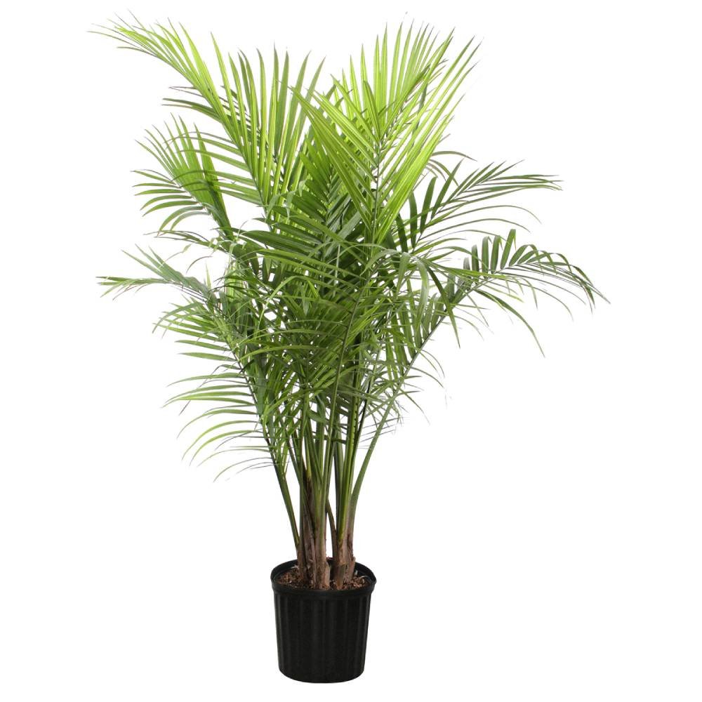 Palm Plant