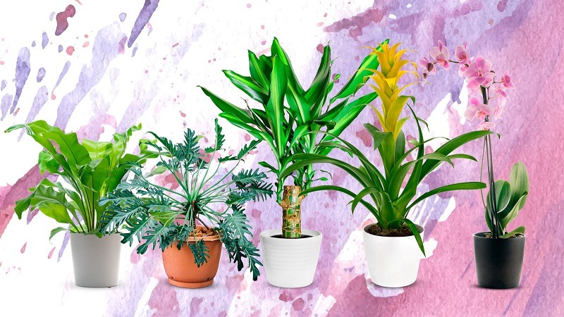 plants which bring positivity and money